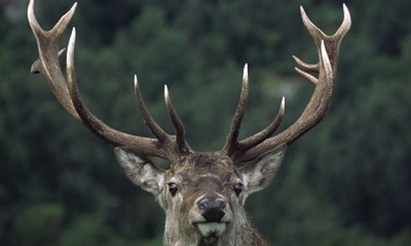 Spot local wildlife stag